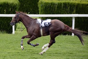 kempton park racecourse